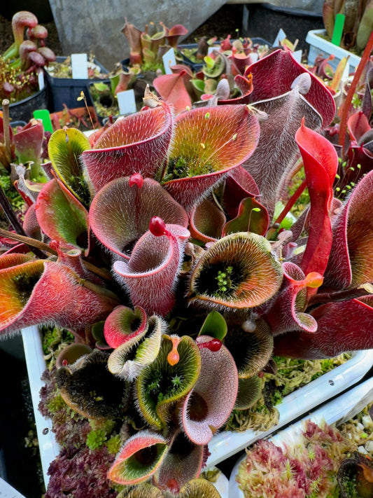 Heliamphora minor var. pilosa AW Clone 2
