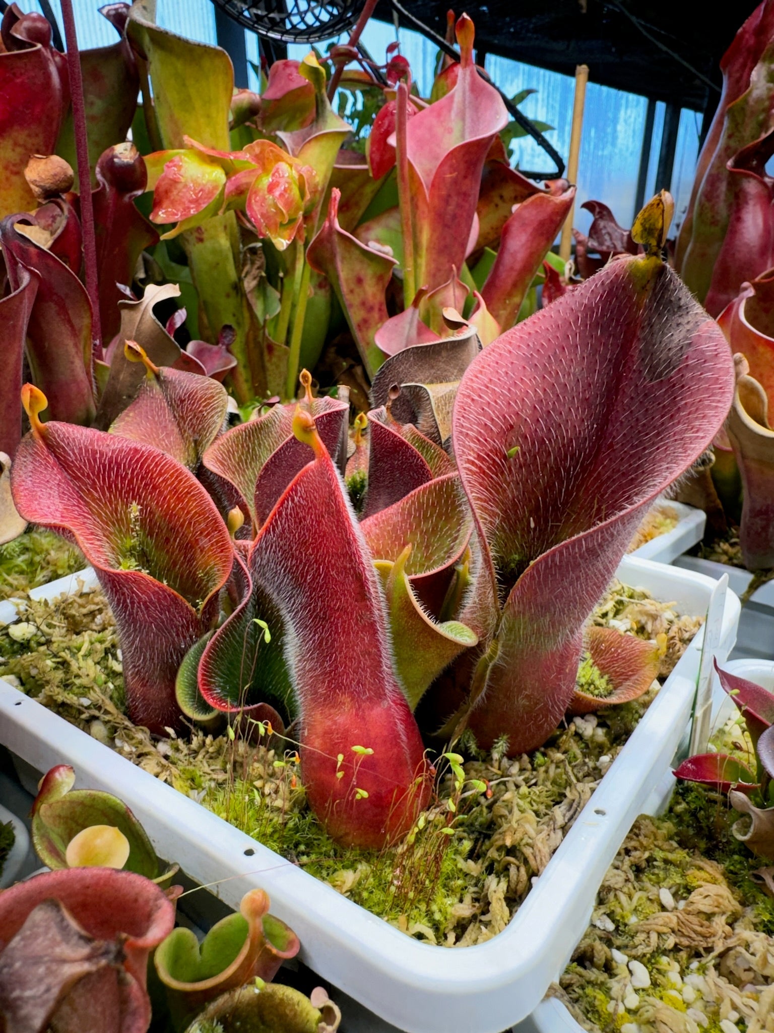 Heliamphora minor var. pilosa Ask Drew Clone