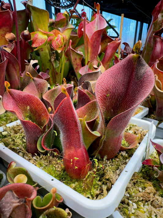 Heliamphora minor var. pilosa Ask Drew Clone