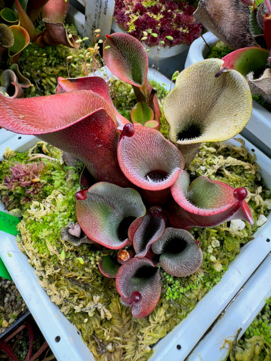 Heliamphora minor var. pilosa Blackish Clone