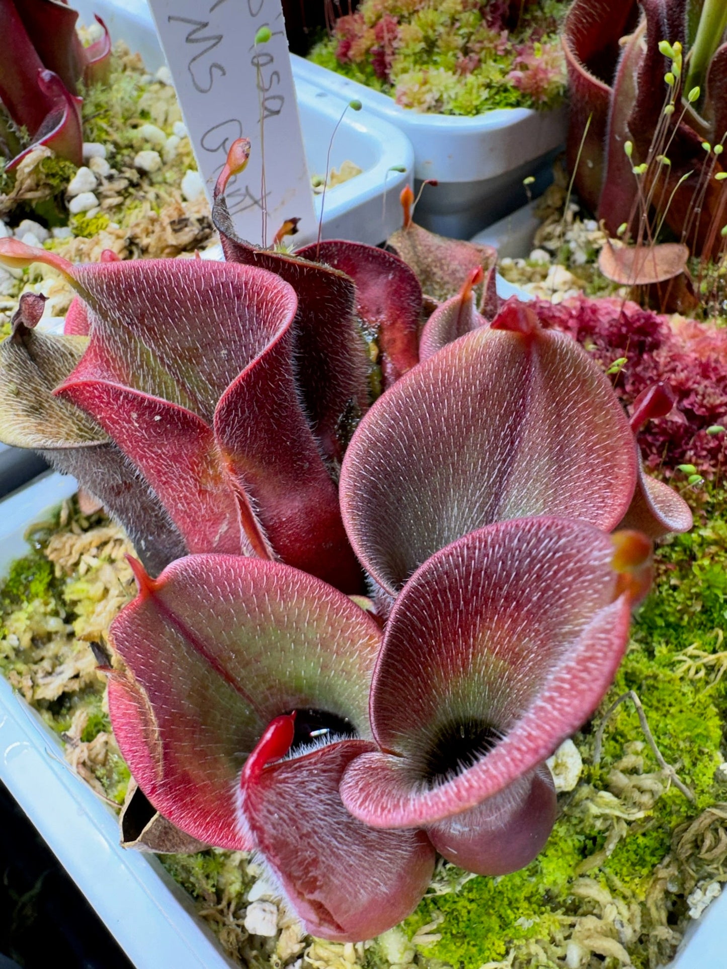Heliamphora minor var. pilosa MS giant