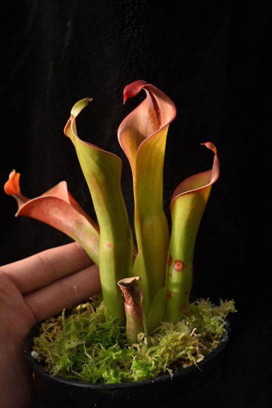 Heliamphora neblinae Cerro Neblina Braz. Ven. AW