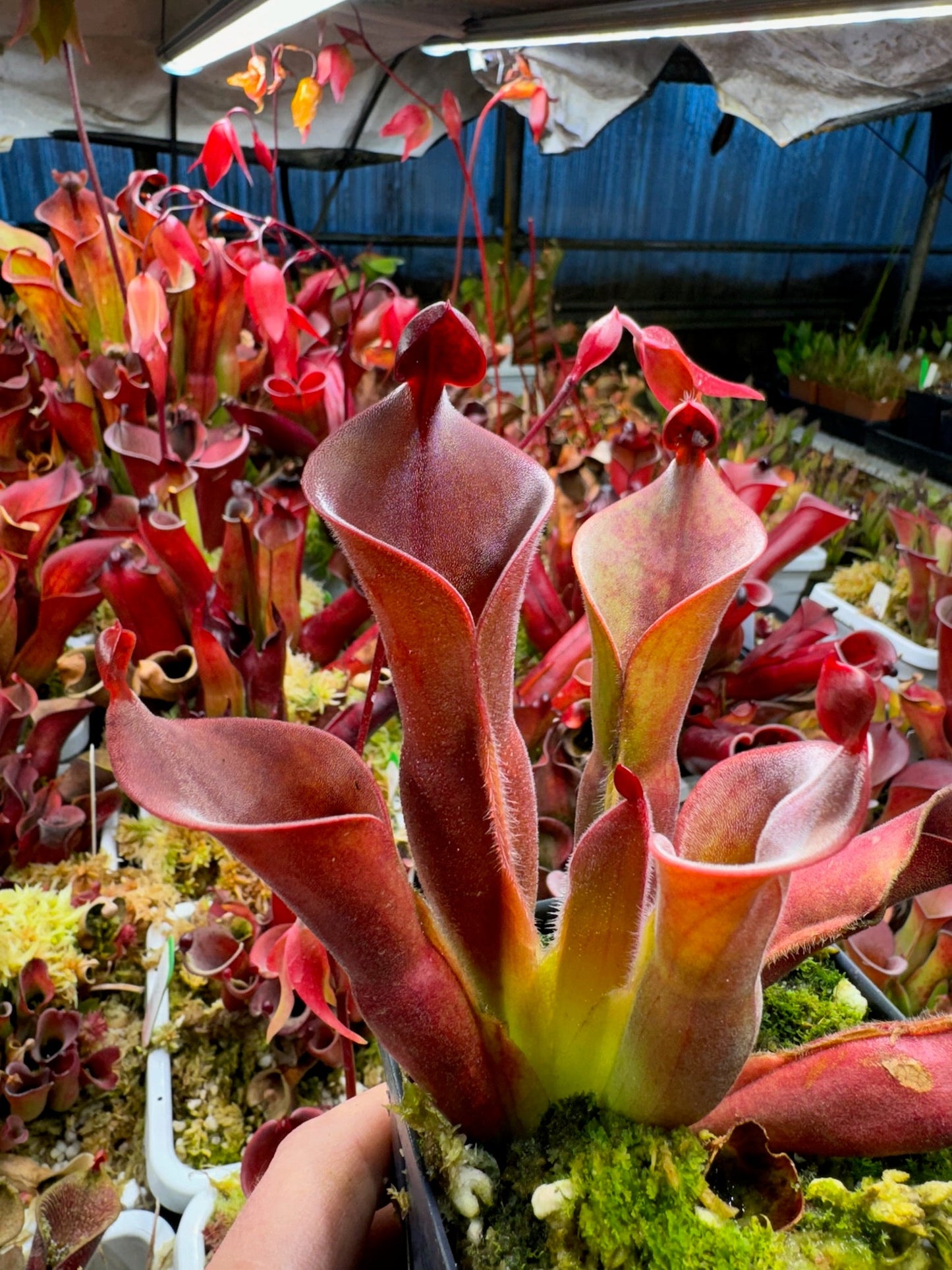 Heliamphora x parva x minor var. pilosa
