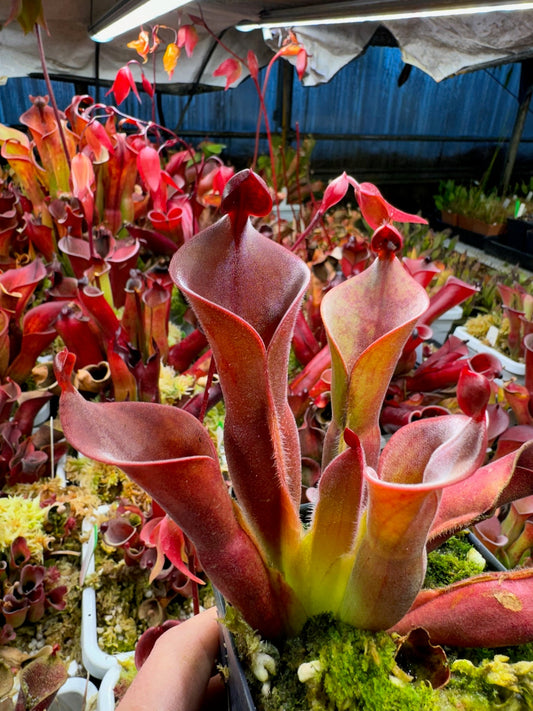 Heliamphora x parva x minor var. pilosa