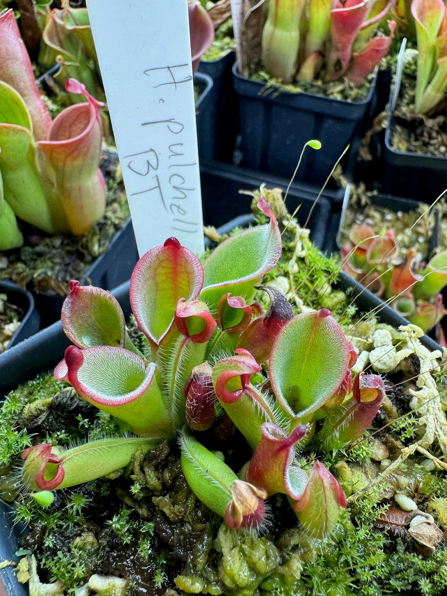 Heliamphora pulchella Akopan Tepui Venezuela BT