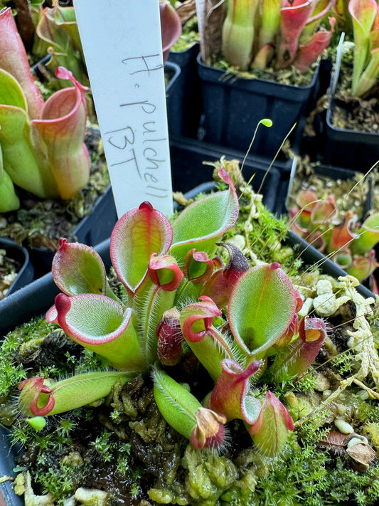 Heliamphora pulchella Akopan Tepui Venezuela BT