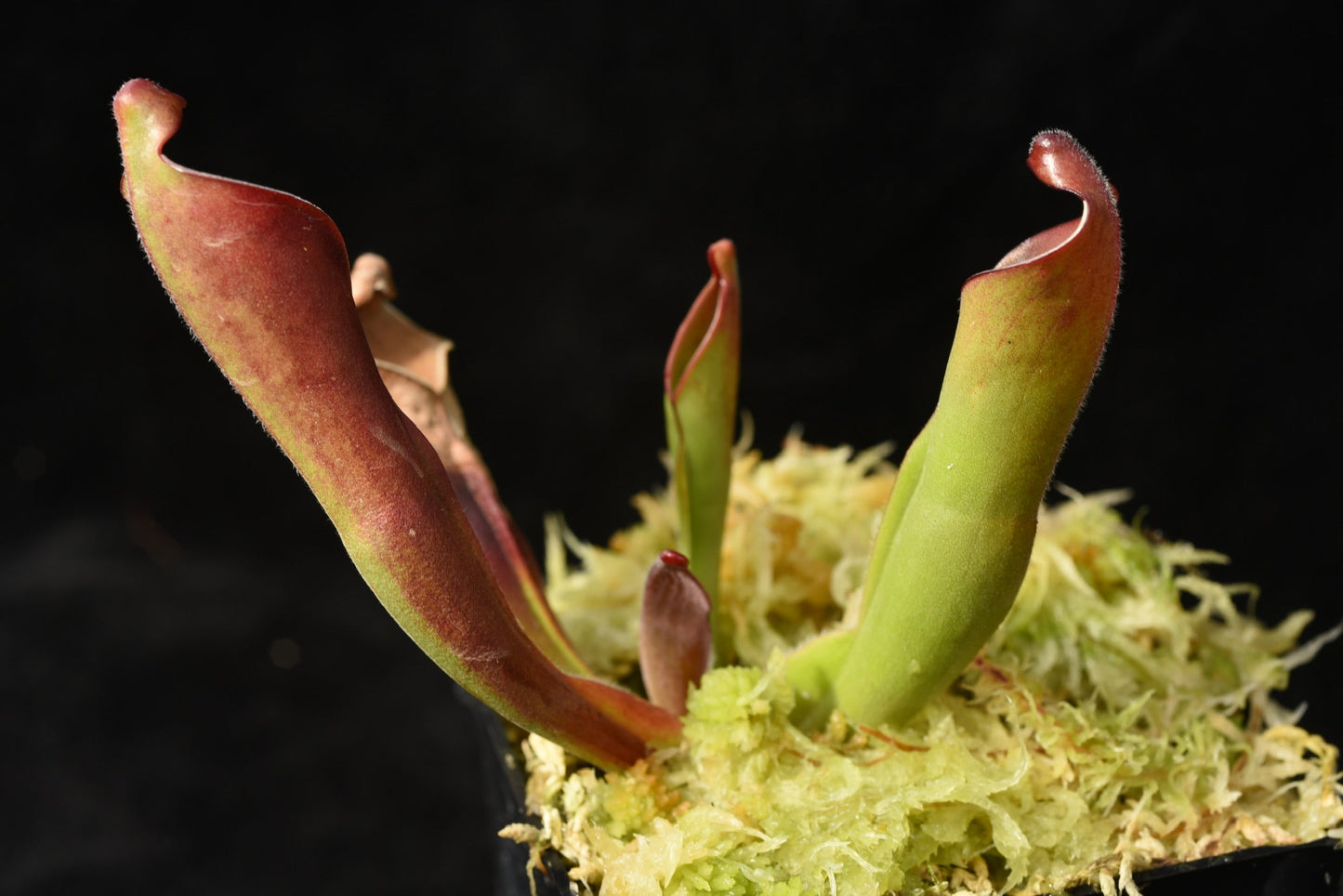Heliamphora purpurascens