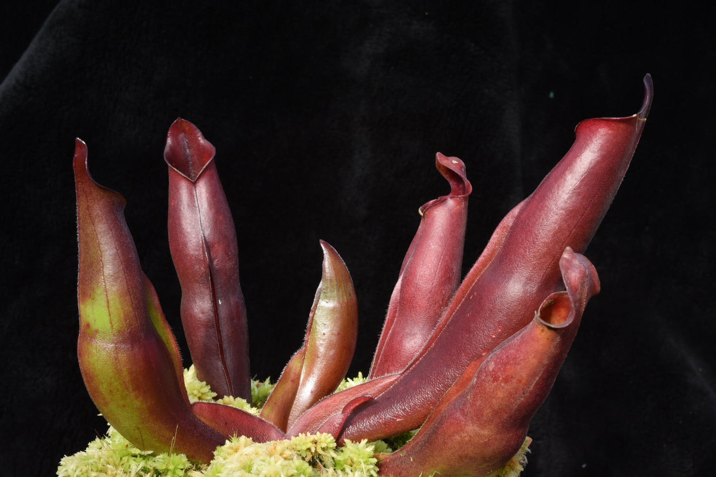 Heliamphora sarracenioides JS tight growing