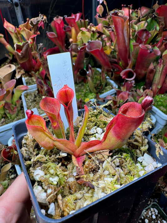 Heliamphora sp. Yuruani Tepui