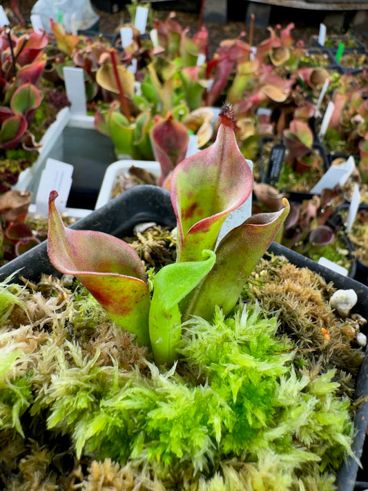 Heliamphora tatei var tatei AW