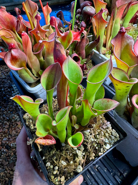 Heliamphora uncinata Amuri AW