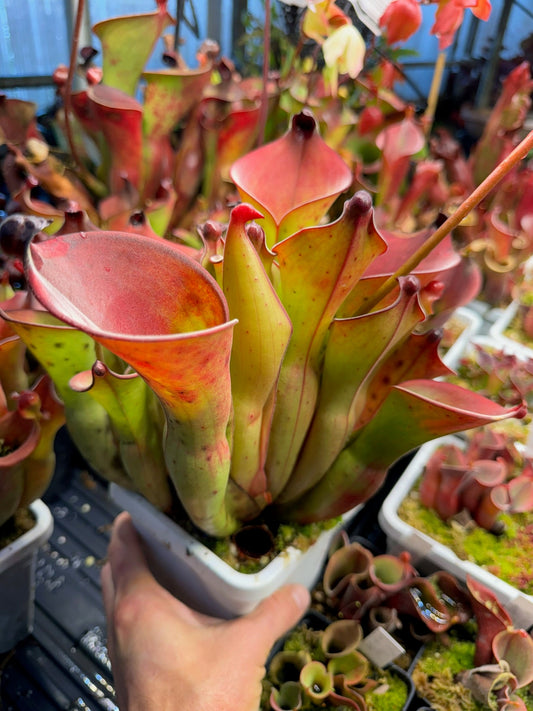 Heliamphora uncinata SG Andy S.