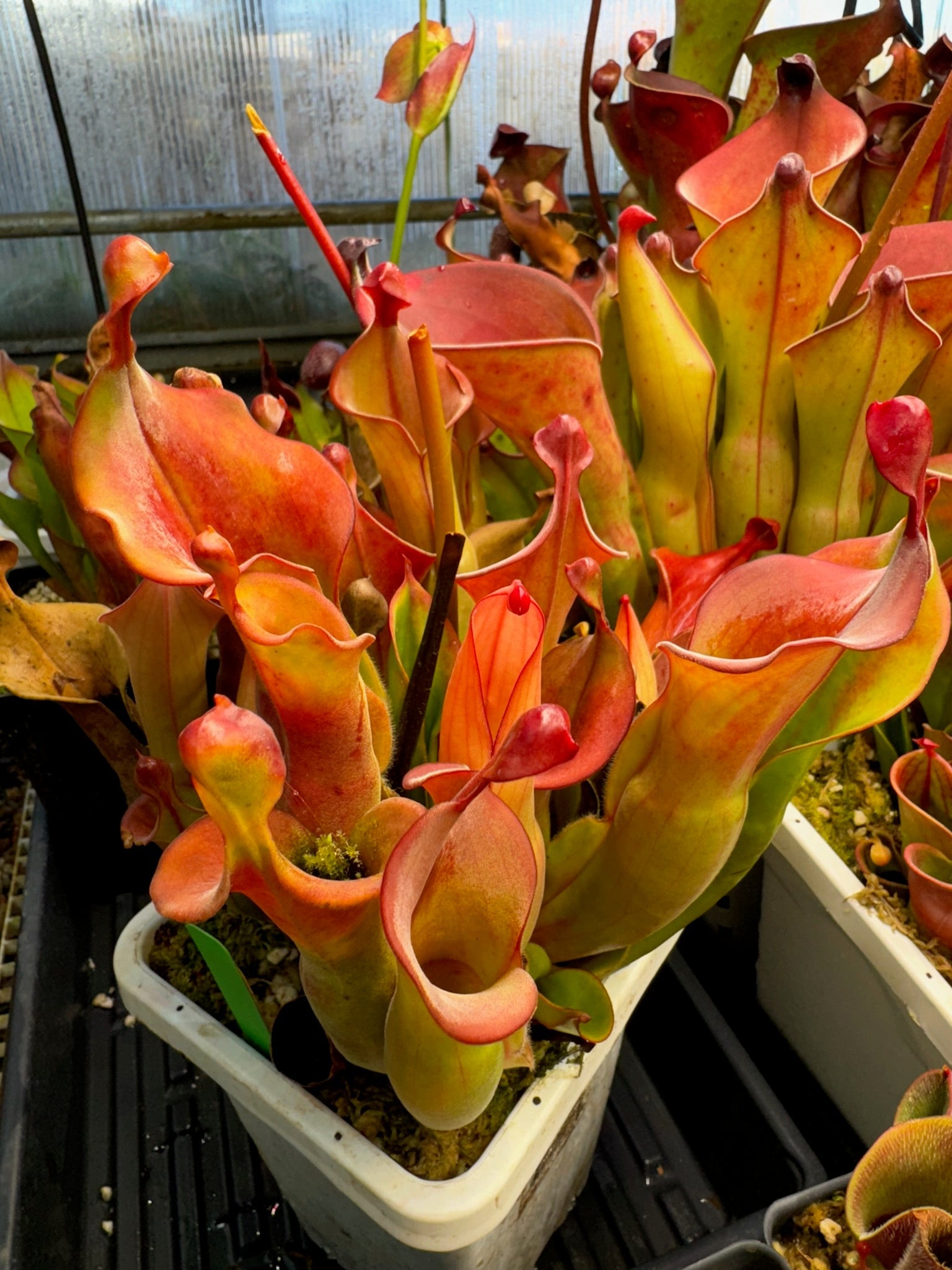 Heliamphora x Tequila 
