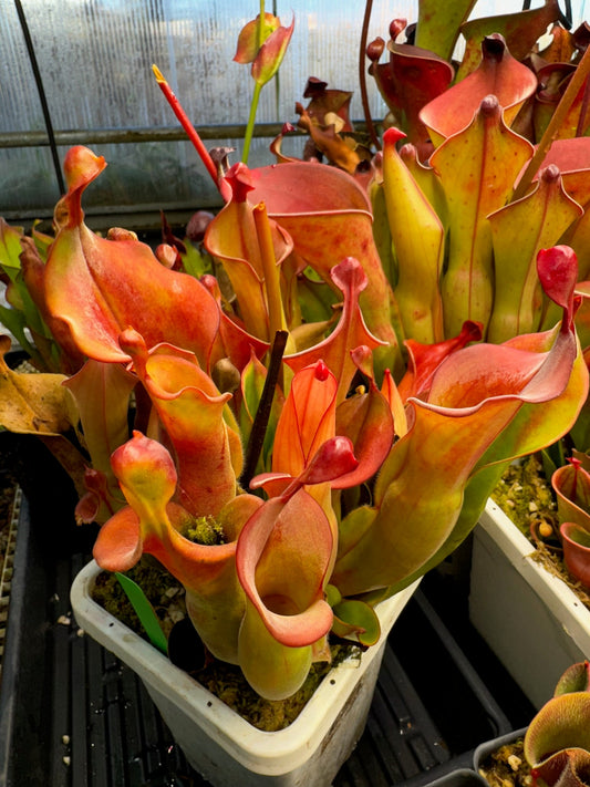 Heliamphora x Tequila 