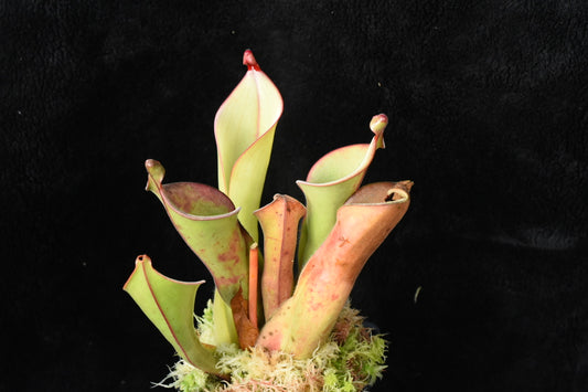 Heliamphora x (arenicola x ionasi) x tatei Cerro Duida clone A
