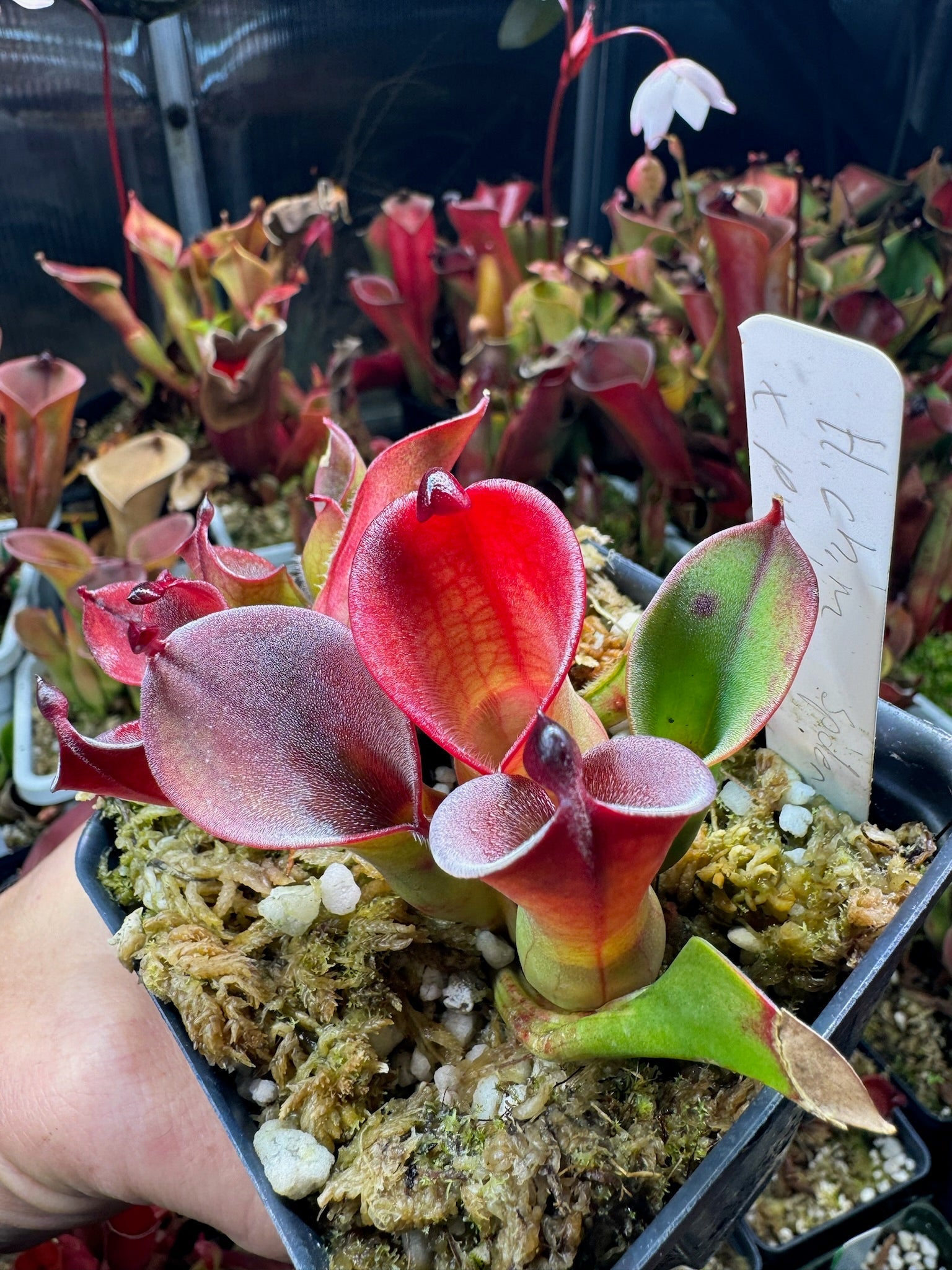 Heliamphora x chimantensis x pulchella Spider Veins 