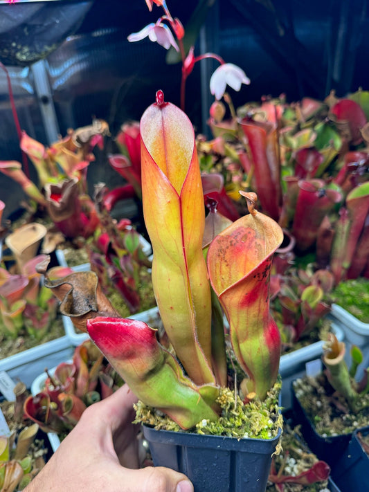 Heliamphora x heterodoxa x ionasi