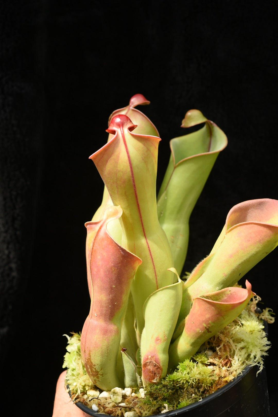 Heliamphora x heterodoxa x nutans Wild Bill Clone