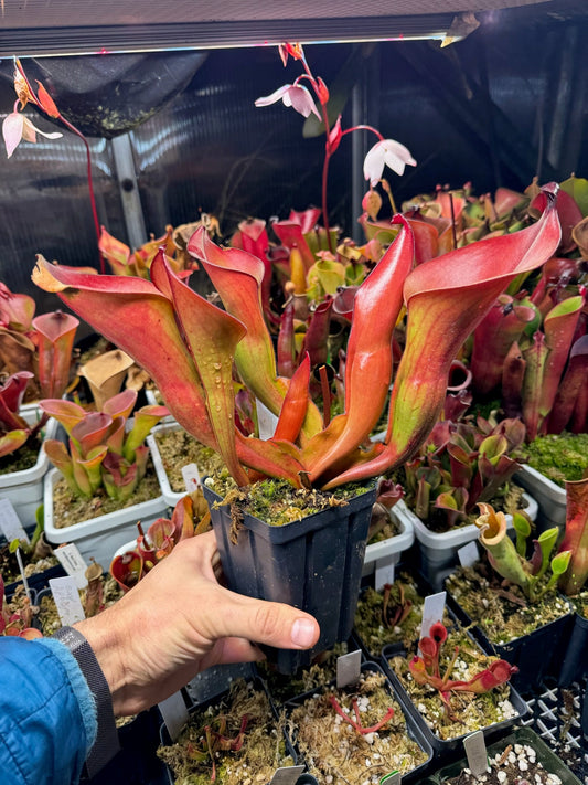 Heliamphora x ionasi x heterodoxa