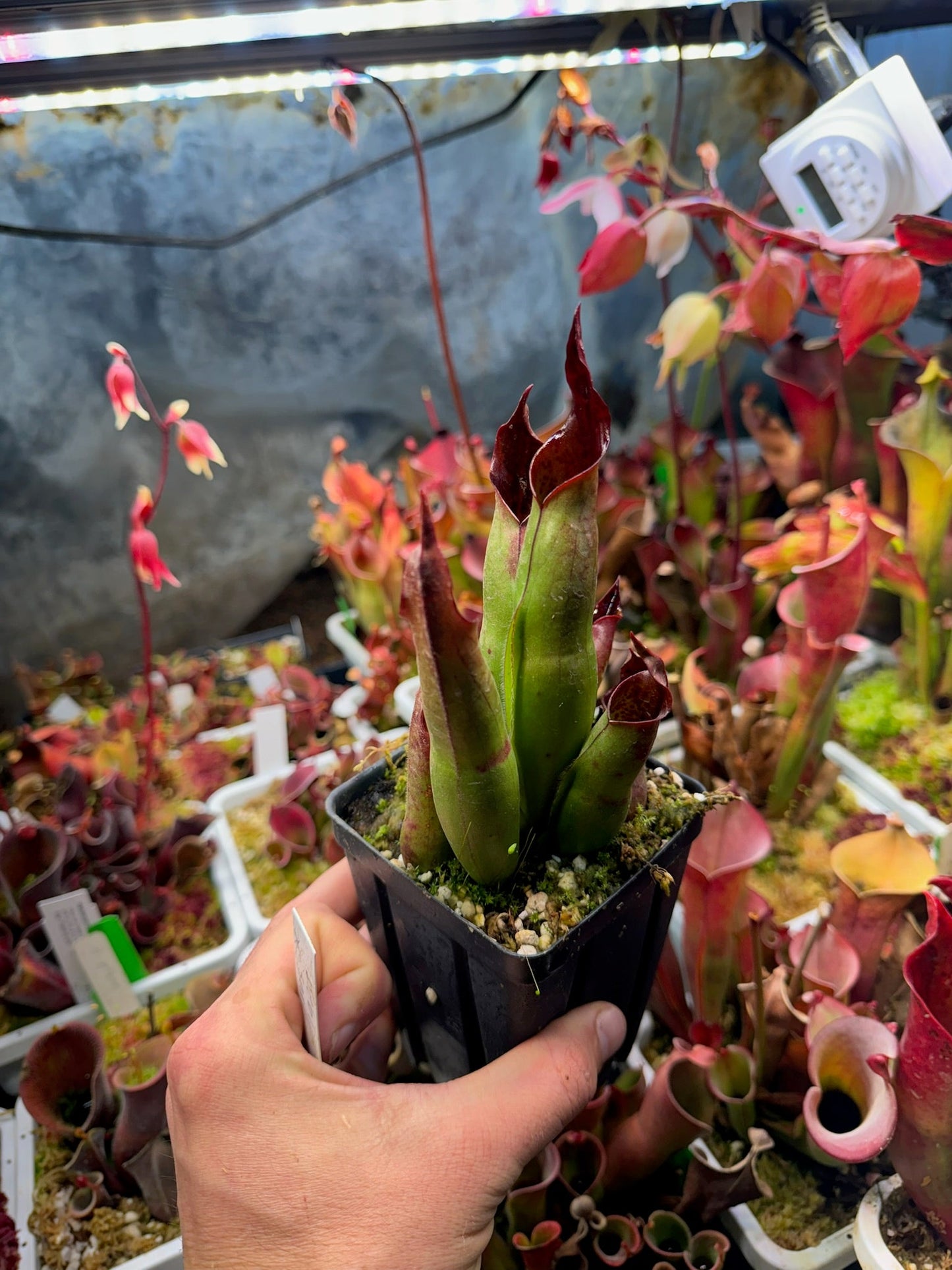 Heliamphora x neblinae x sarracenioides