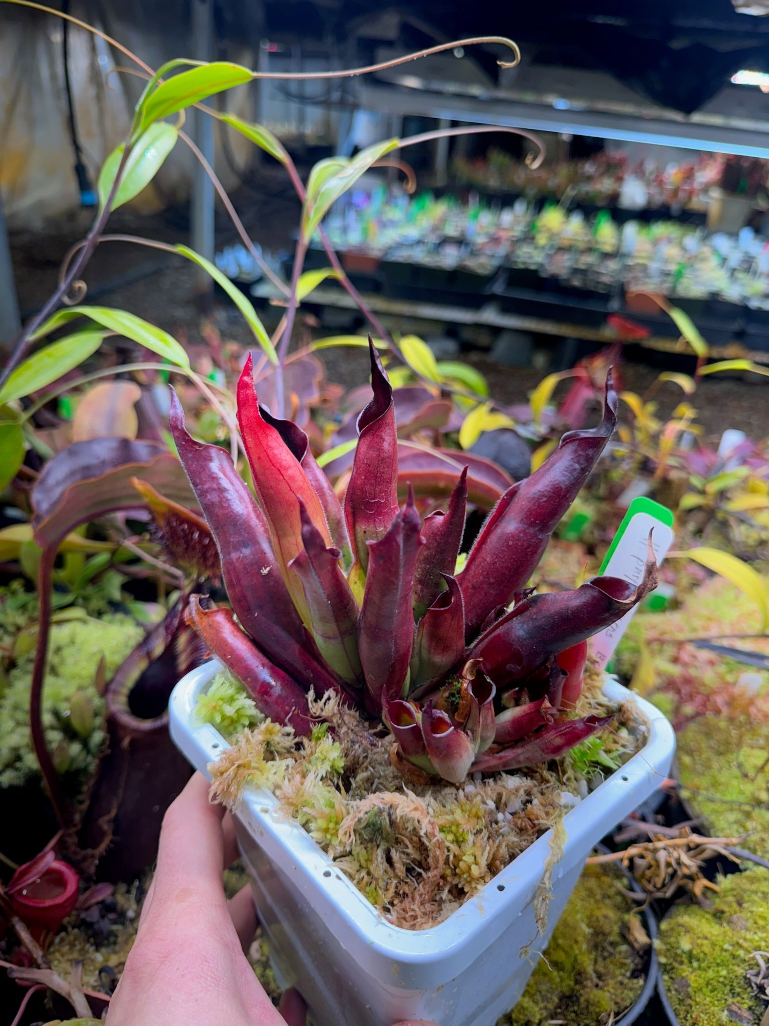 Heliamphora x purpurascens x sarracenioides BCP clone 2 natural hybrid