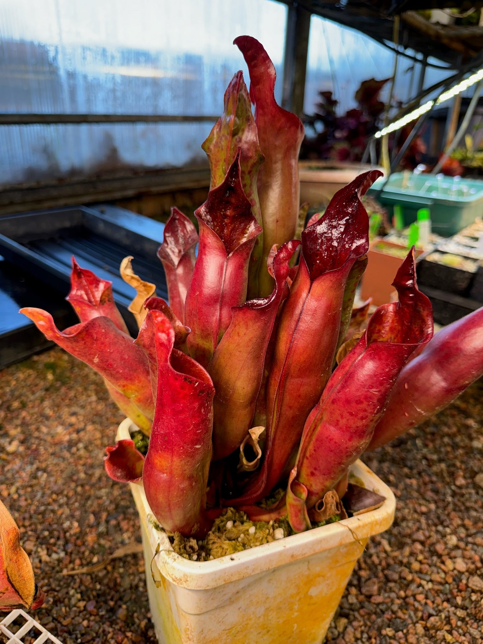 Heliamphora x sarracenioides Red Giant x ionasi Killer Giant