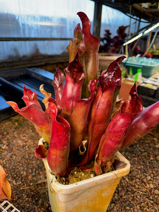 Heliamphora x sarracenioides Red Giant x ionasi Killer Giant