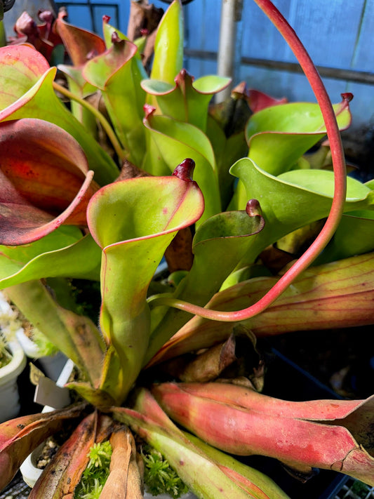 Heliamphora x tatei Cerro Duida x folliculata Murosipan clone K60 CC