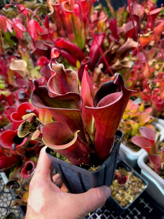 Heliamphora x tatei Cerro Duida x pulchella Akopan clone K15 CC