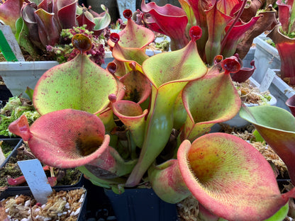 Heliamphora ionasi Zappergeck