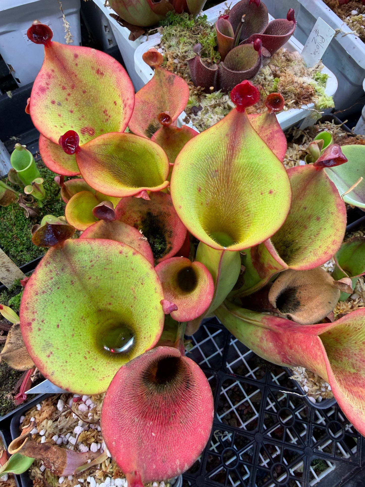 Heliamphora ionasi Zappergeck