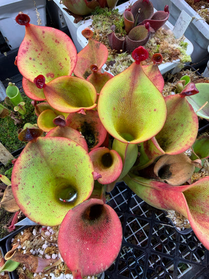 Heliamphora ionasi Zappergeck