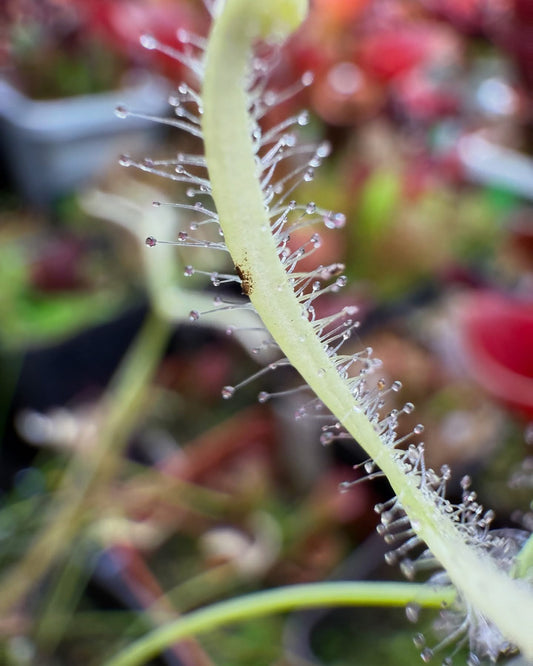 Drosera binata Ghost - Medium Sized Carnivorous Plant (Shipped Bare-Root)