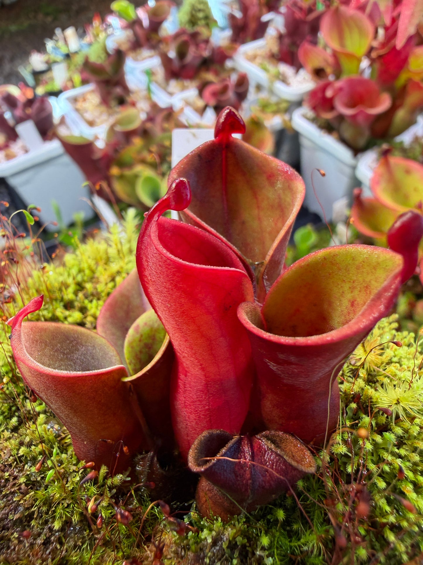 Heliamphora minor var. pilosa Bald Clone Seed Grown