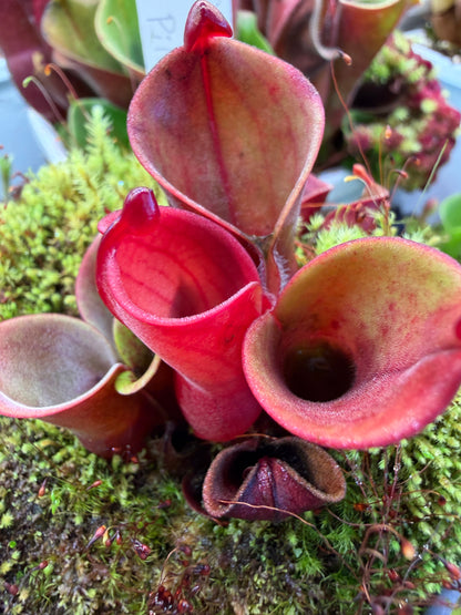 Heliamphora minor var. pilosa Bald Clone Seed Grown