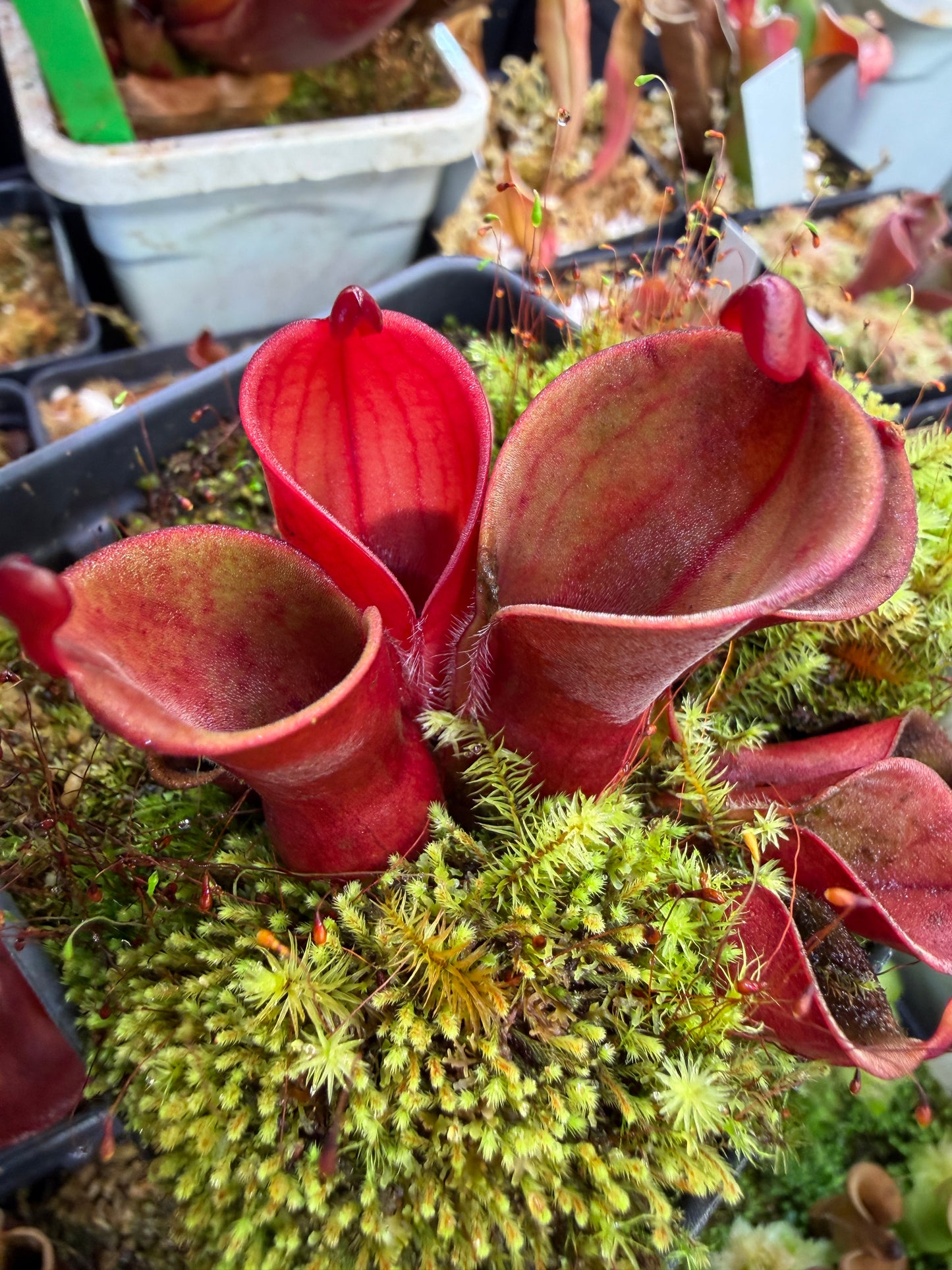 Heliamphora minor var. pilosa Bald Clone Seed Grown