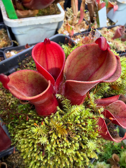 Heliamphora minor var. pilosa Bald Clone Seed Grown