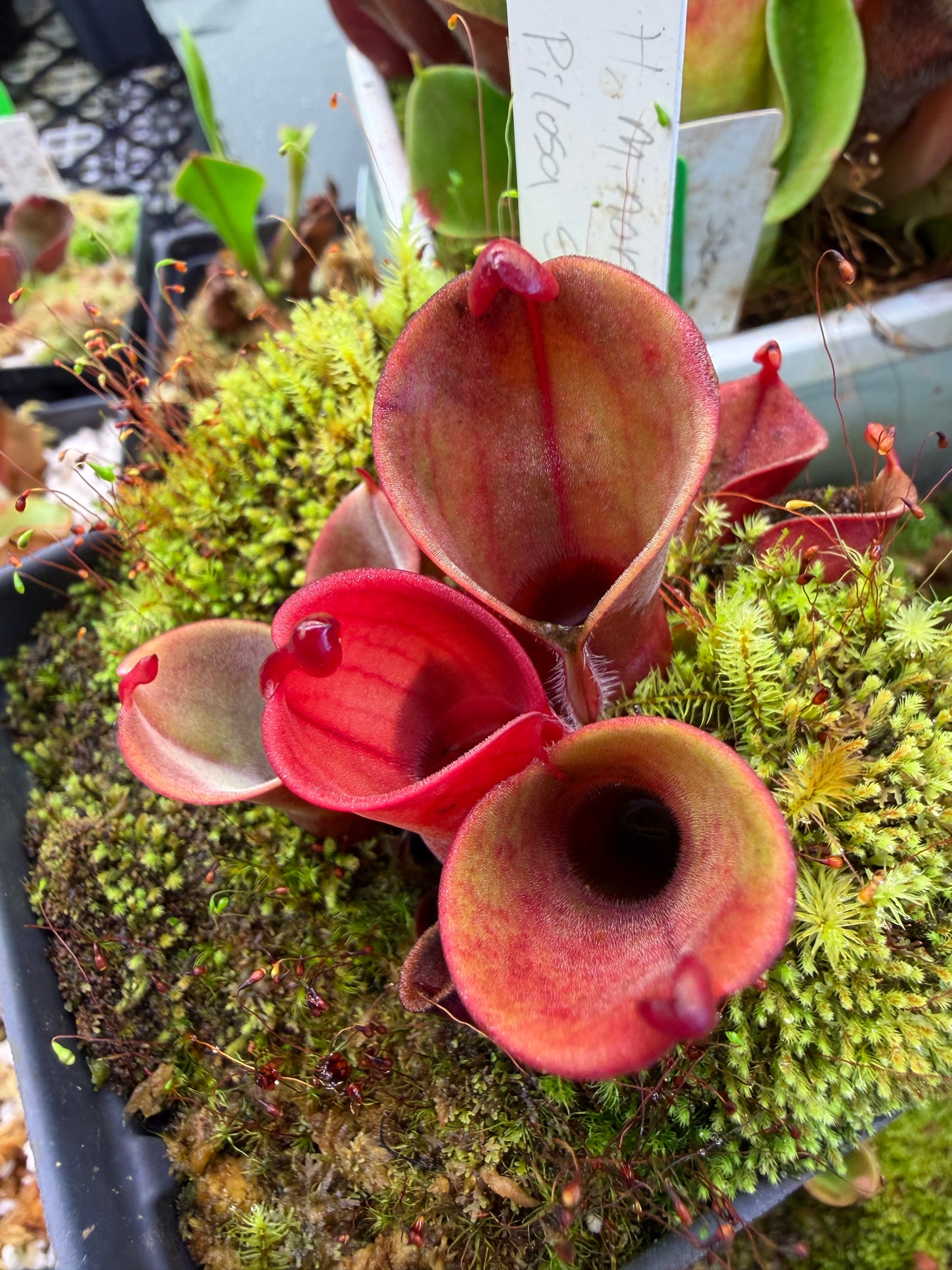 Heliamphora minor var. pilosa Bald Clone Seed Grown