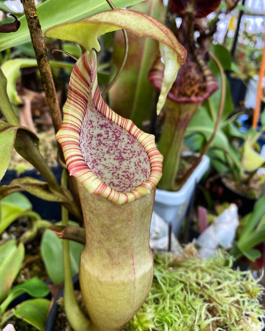 Nepenthes appendiculata x appendiculata (Horticultural Species) NP143 - Seed Grown