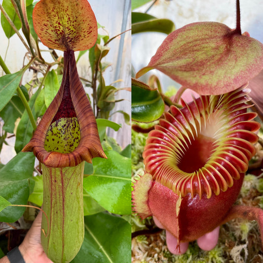 Nepenthes truncata x villosa #1 - Seed Grown