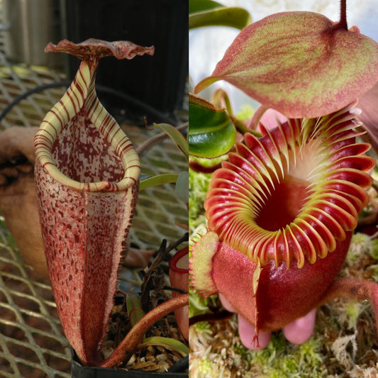 Nepenthes burbidgeae x villosa #1 - Seed Grown