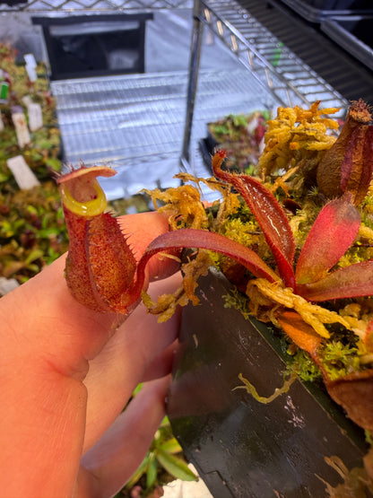 Nepenthes Song of Melancholy x (spathulata x veitchii)