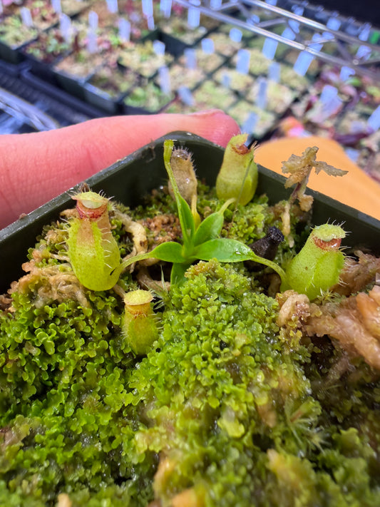 Nepenthes aristolochioides Greenhouse-Bred Highland Species (Small)