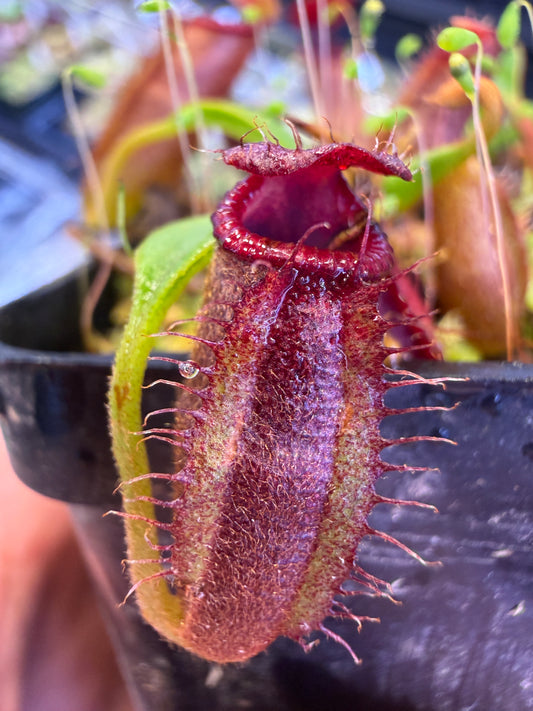 Nepenthes nepenthes (densiflora x aristolochioides) x edwardsiana Greenhouse-Bred Highland Hybrid (Small)