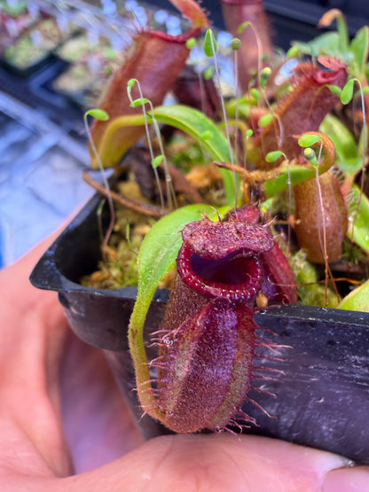Nepenthes nepenthes (densiflora x aristolochioides) x edwardsiana Greenhouse-Bred Highland Hybrid (Small)