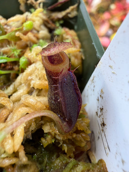 Nepenthes singalana x jacquelineae (Seed Grown)