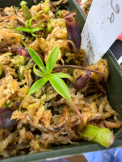 Nepenthes singalana x jacquelineae (Seed Grown)
