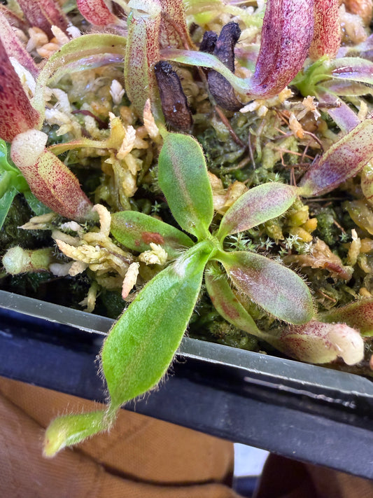 Nepenthes glandulifera Greenhouse-Bred Highland Hybrid (Small)