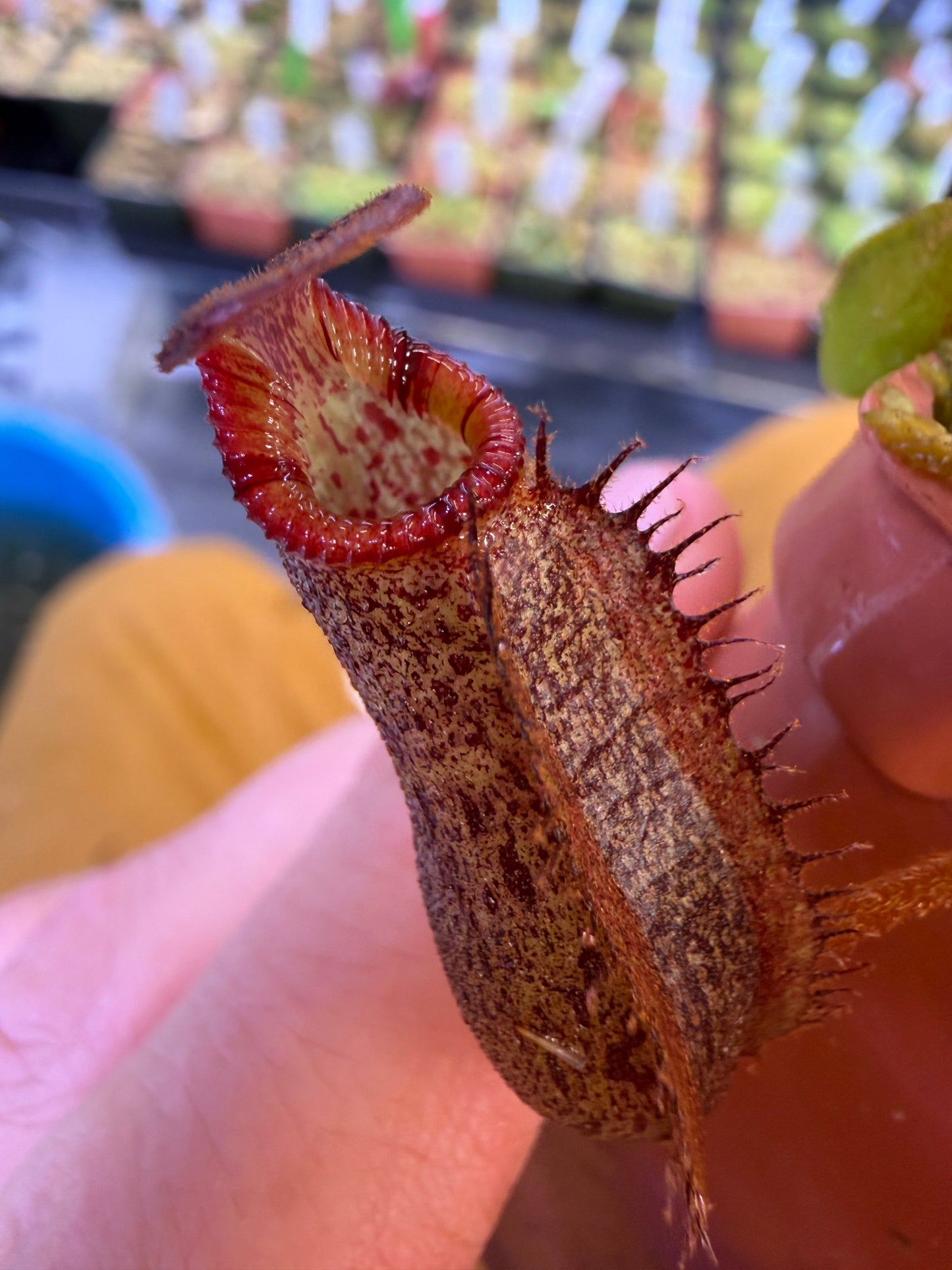Nepenthes densiflora x mollis (Seed Grown)