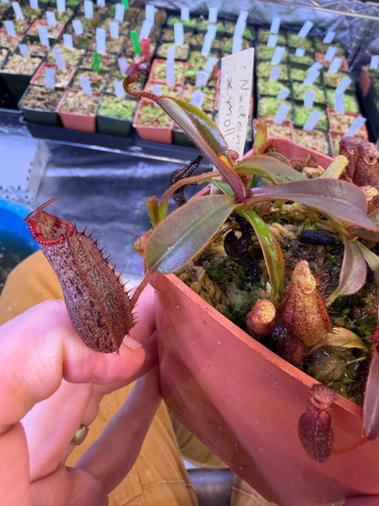Nepenthes densiflora x mollis (Seed Grown)